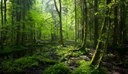 L’AJUNTAMENT D’ALMENAR HA REBUT UN AJUT A LA GESTIÓ FORESTAL SOSTENIBLE, PER ACTUACIONS SILVÍCOLES DE MILLORA I GENERACIÓ DE CICLES ECOSISTÈMICS. 